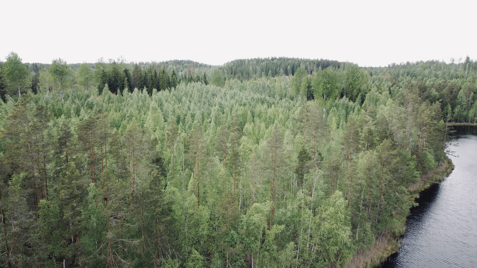 Myydään metsätila DCIM100MEDIADJI_0259.JPG