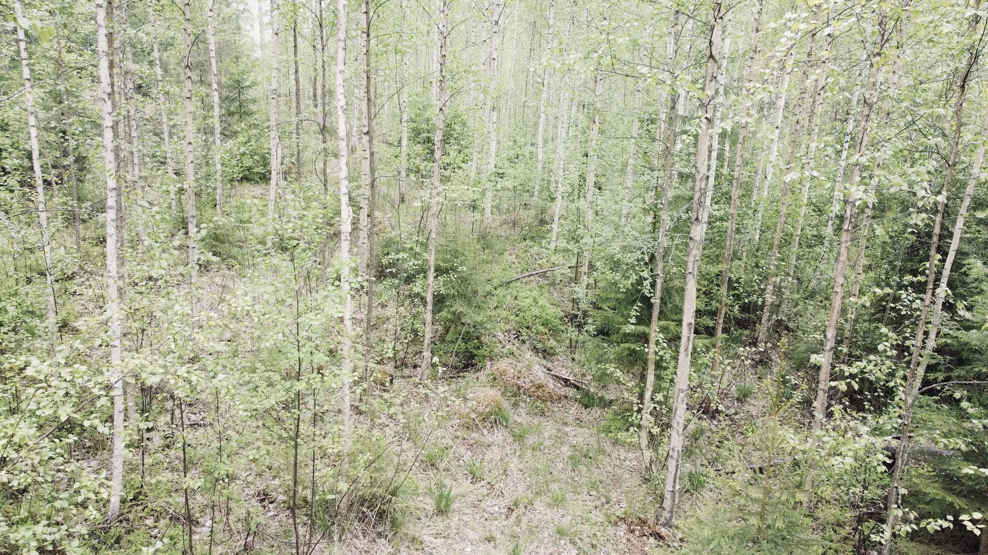 Myydään metsätila DCIM100MEDIADJI_0261.JPG