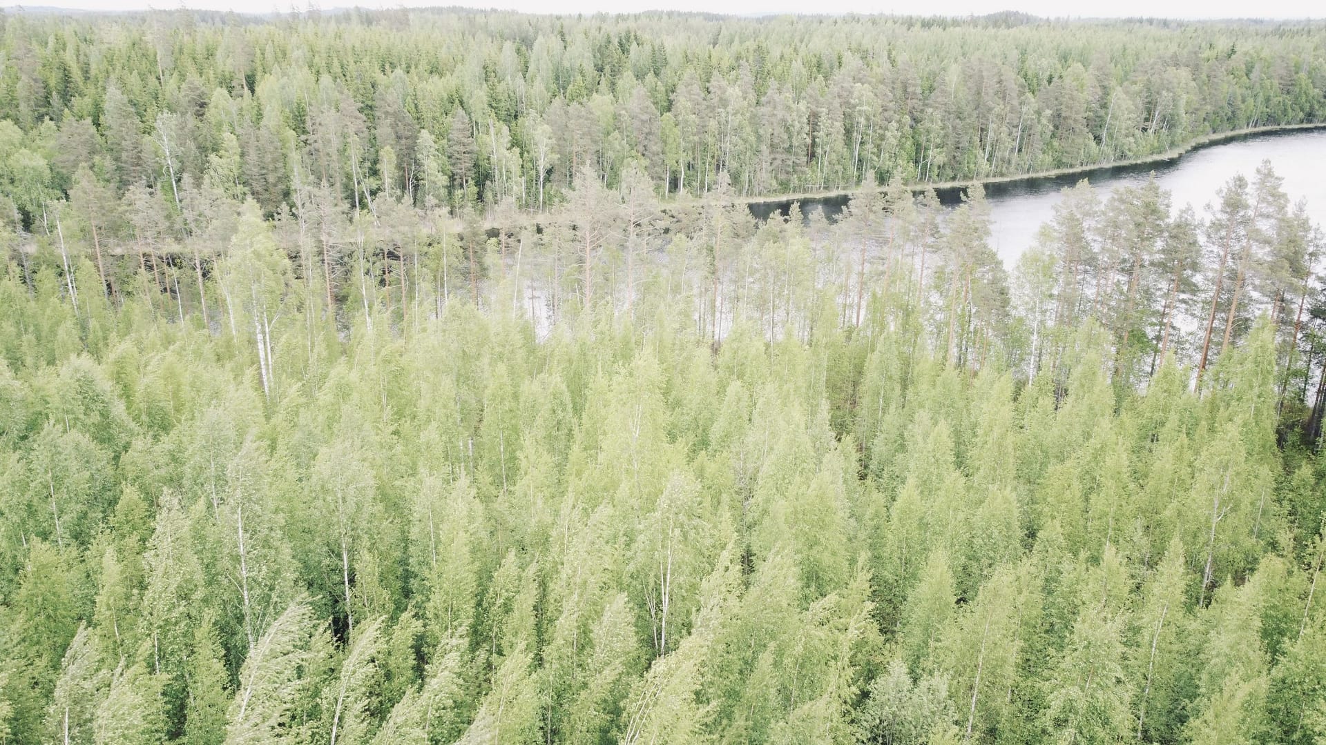 Myydään metsätila DCIM100MEDIADJI_0263.JPG