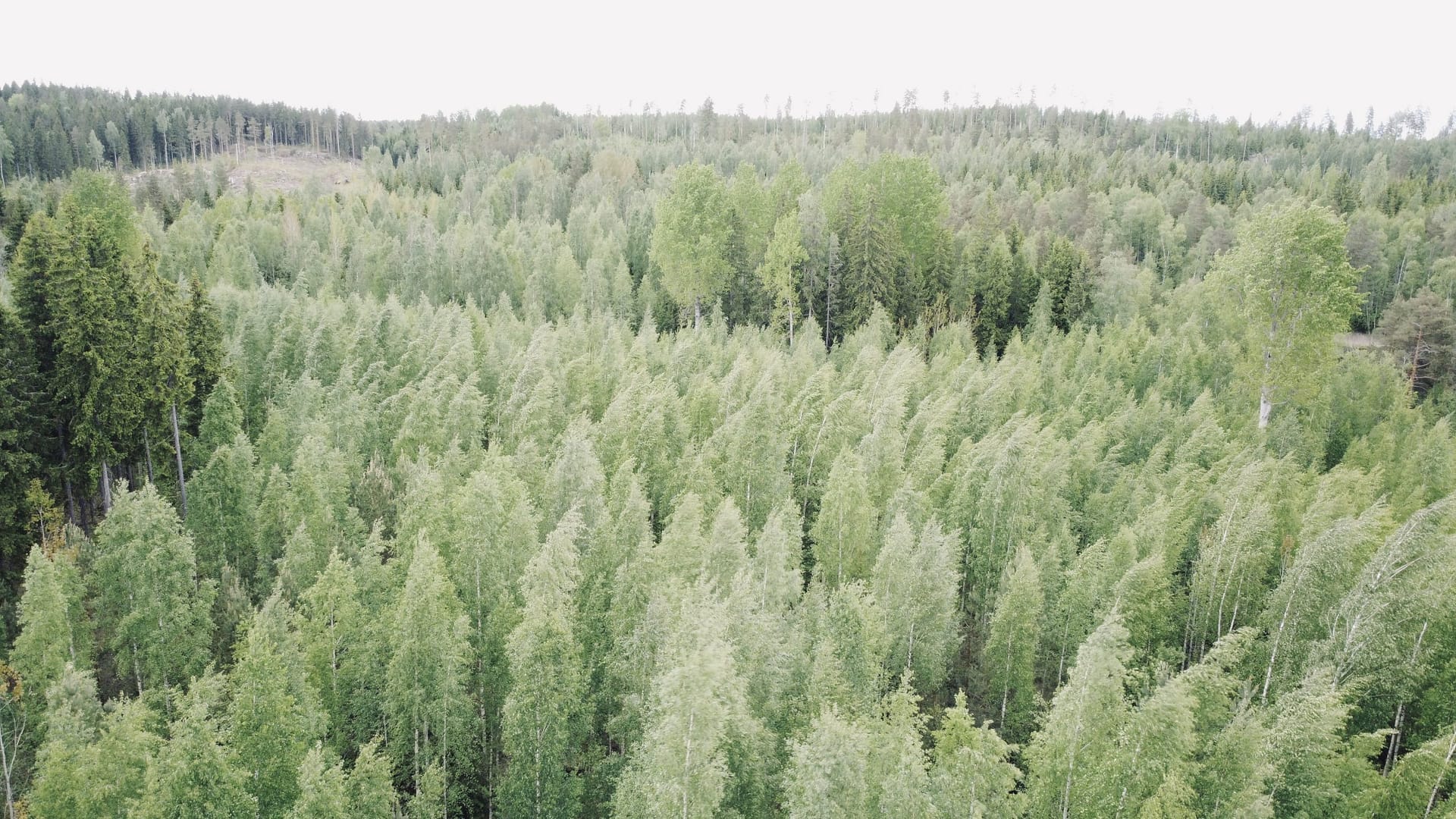 Myydään metsätila DCIM100MEDIADJI_0265.JPG
